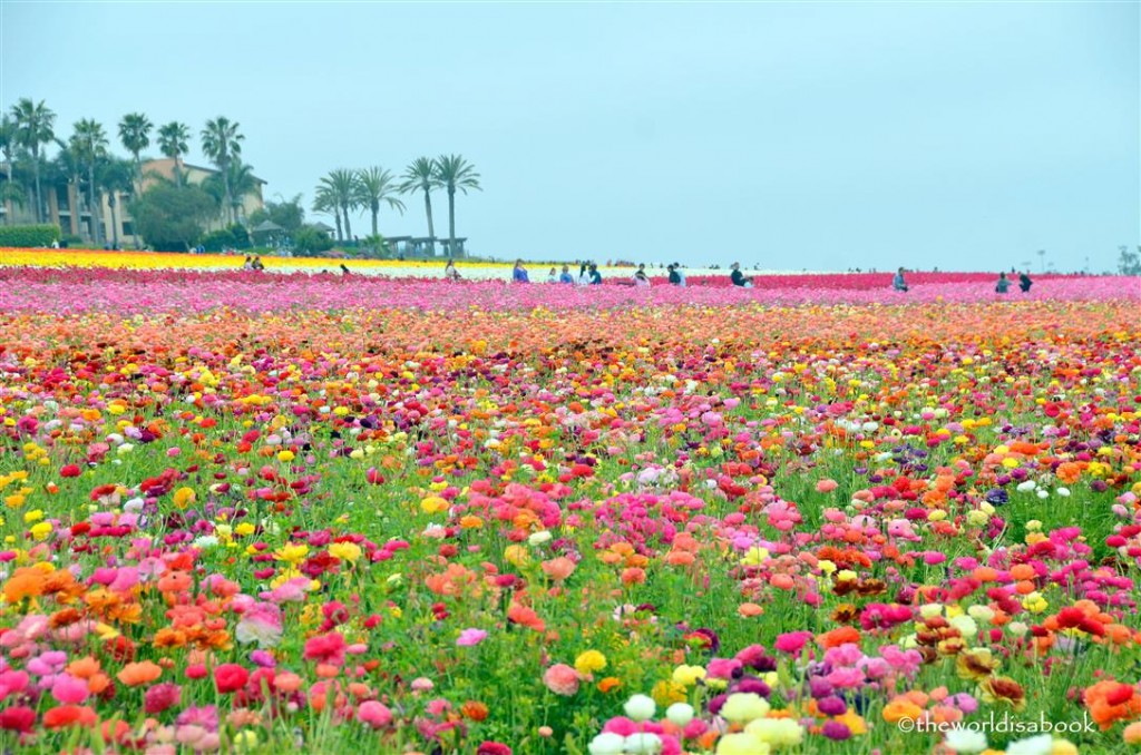 Colors of the Carlsbad Flower Fields - The World Is A Book
