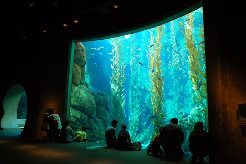 CA Science Center kelp Forest