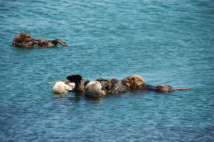 Morro Bay sea otter