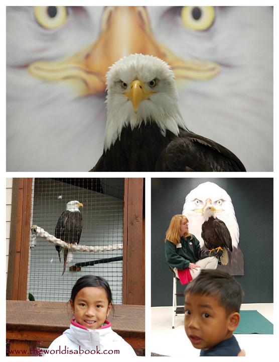 Alaska Raptor Center