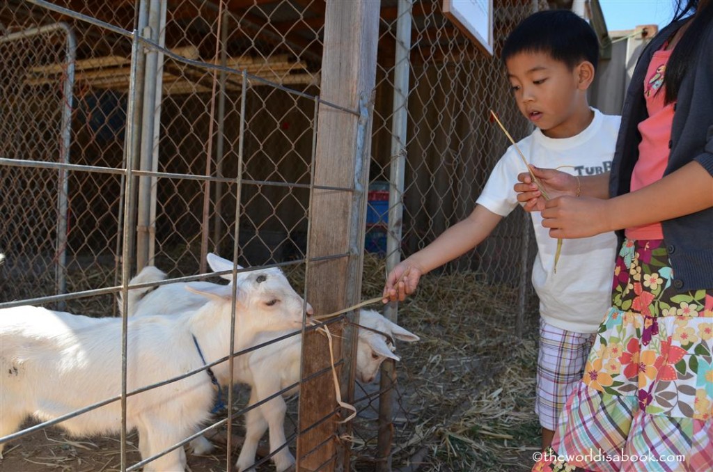 Maui goat farm