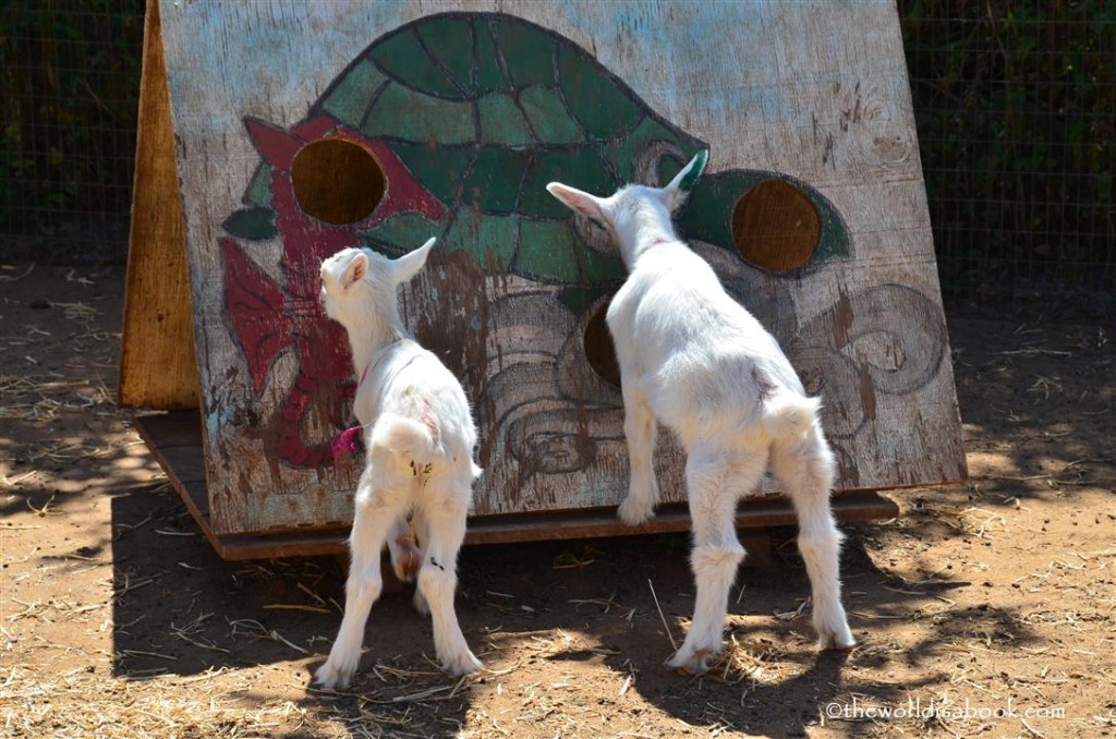 Maui Goat farm