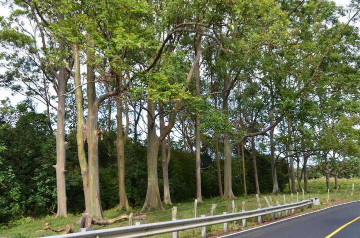 Rainbow eucalyptus on hana Highway