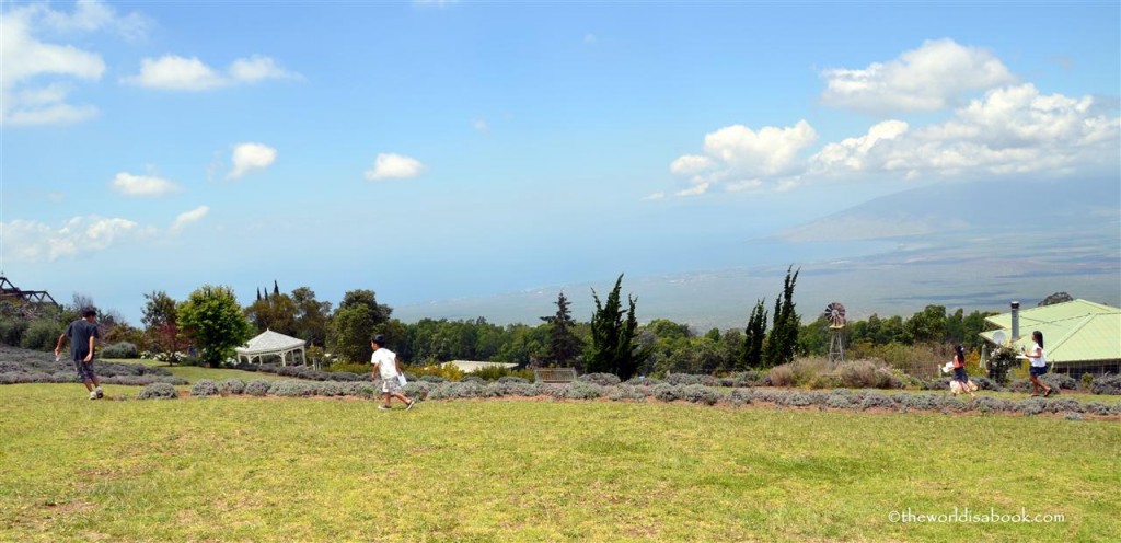 Alii Kula lavender farm scavenger hunt