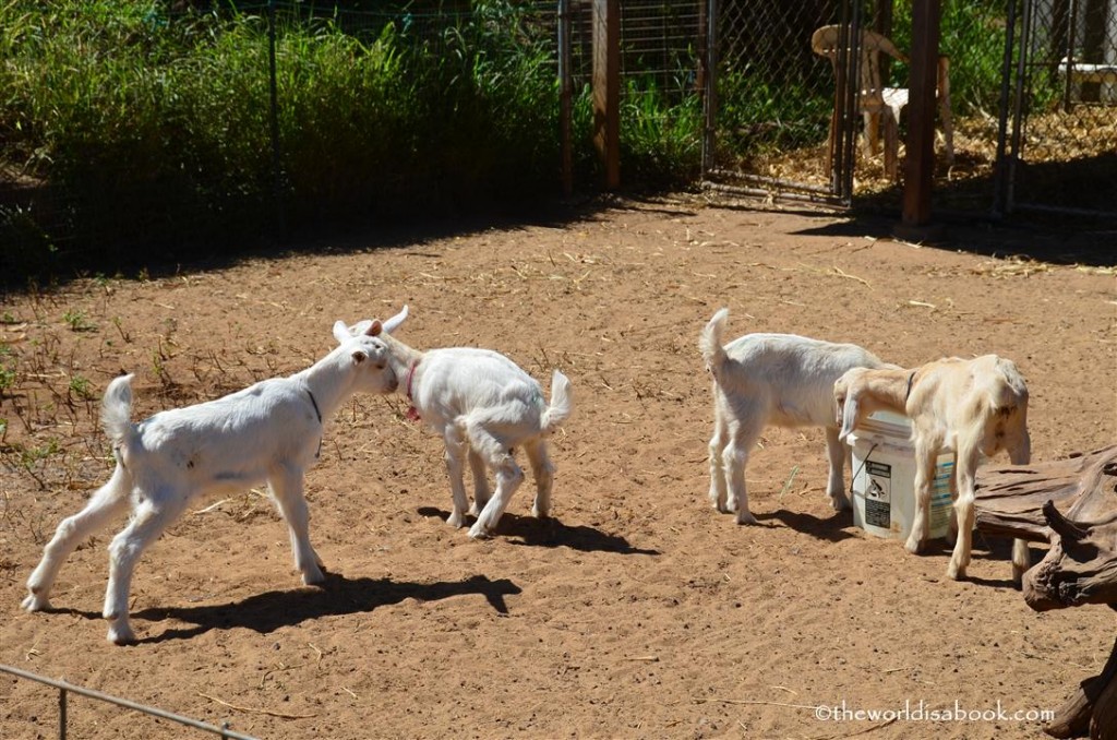 Maui goat farm