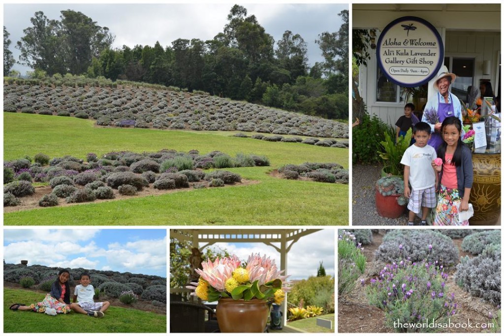 Alii Kula Lavender Farm