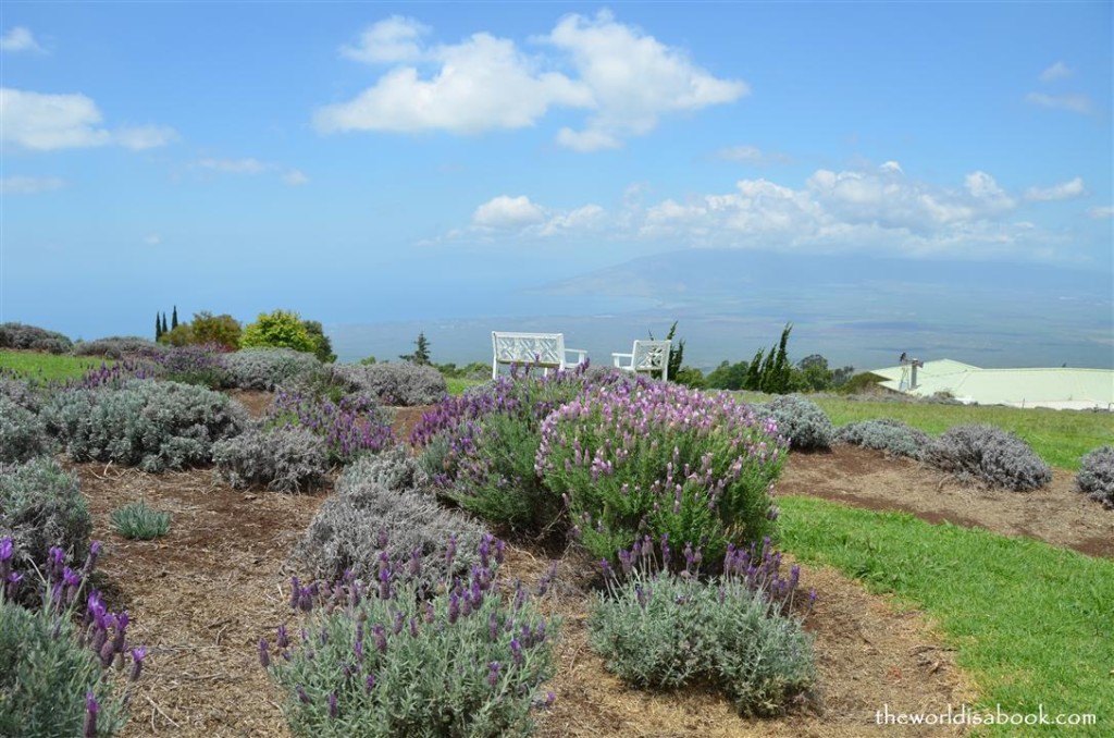 Alii Kula lavender farm maui