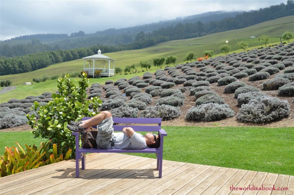 Sleeping at alii kula lavender