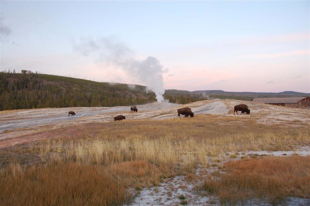 Old Faithful Geyser bison