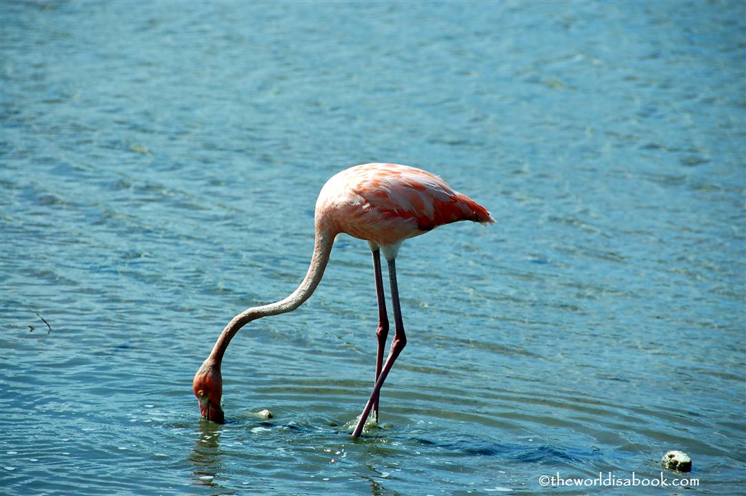 Bonaire flamingo