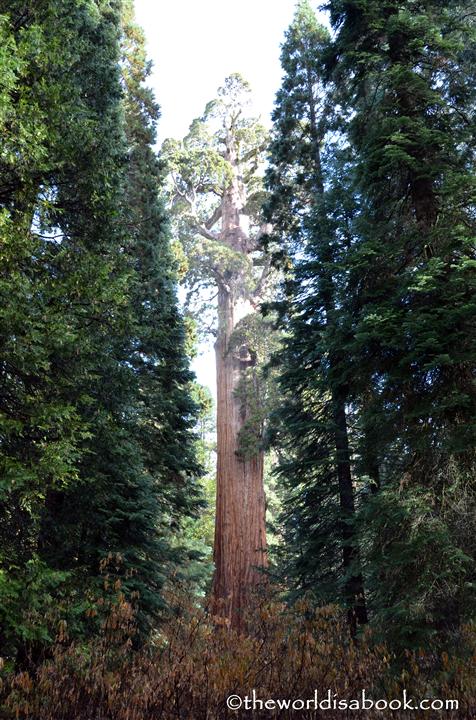 General Grant Tree