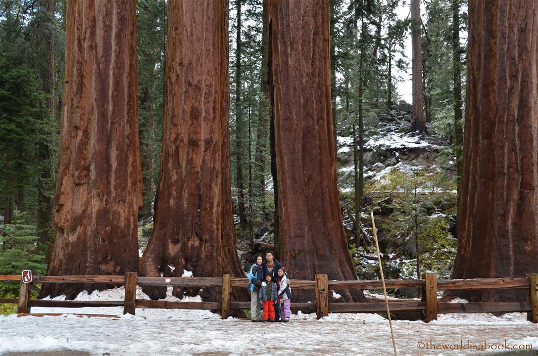 Grant Grove Sequoia trees Kings canyon