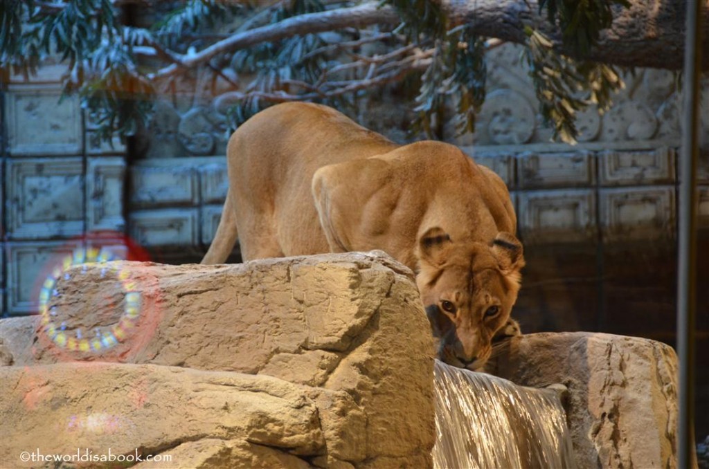 MGM Lion Habitat