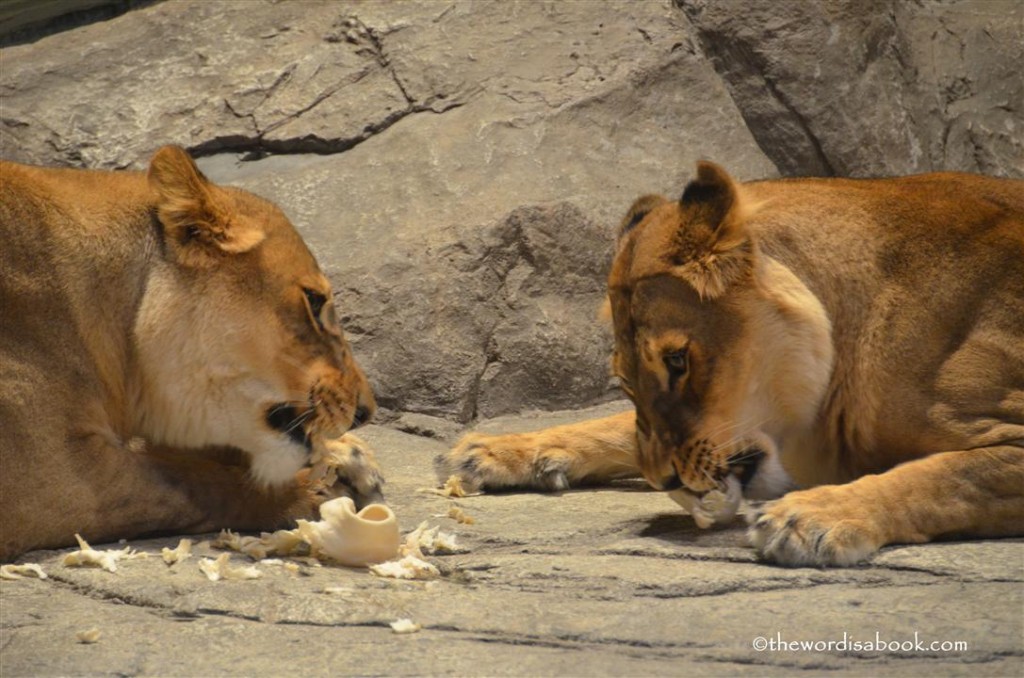 MGM Lion Habitat