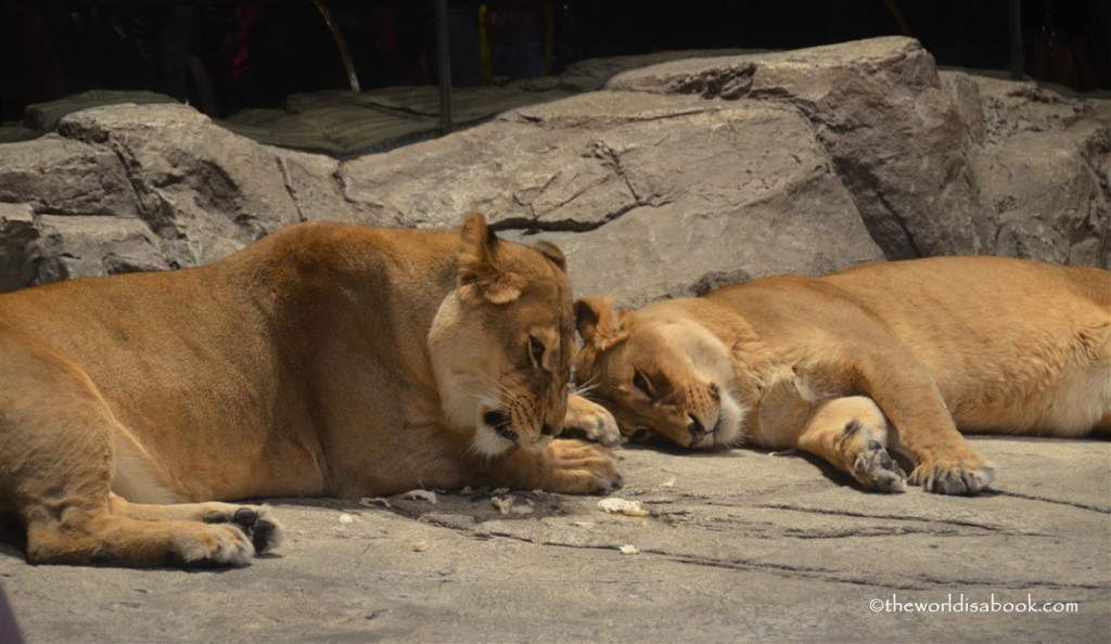 MGM Lion habitat