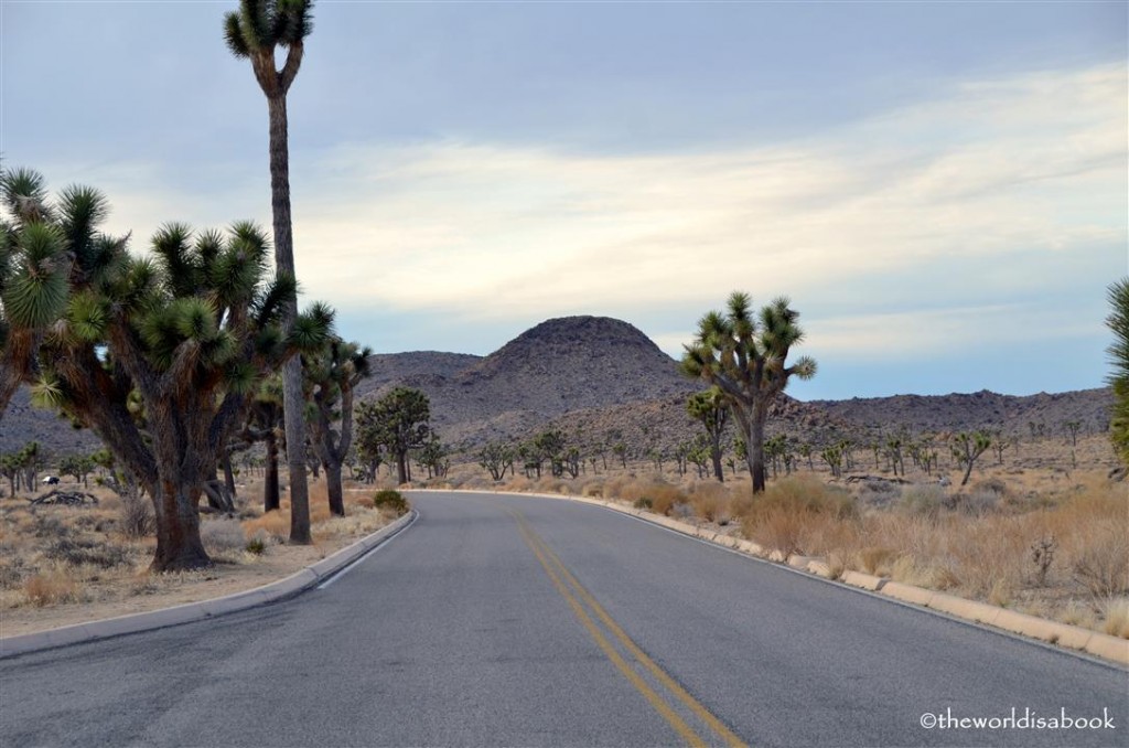 Joshua Tree national park road