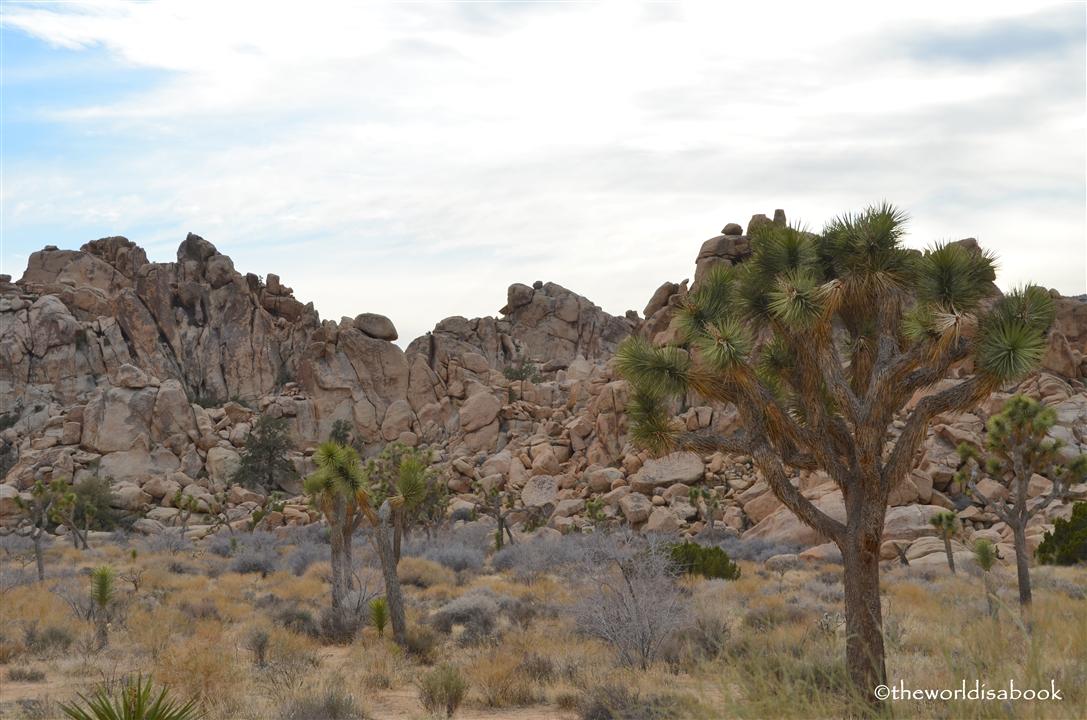 Joshua tree rock pile and grove