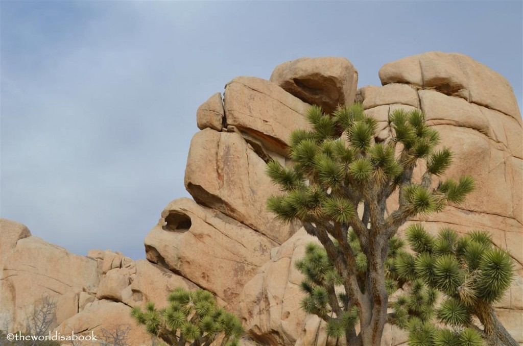 Joshua Tree National park boulder