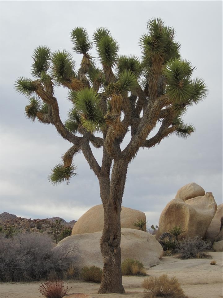 Joshua Tree