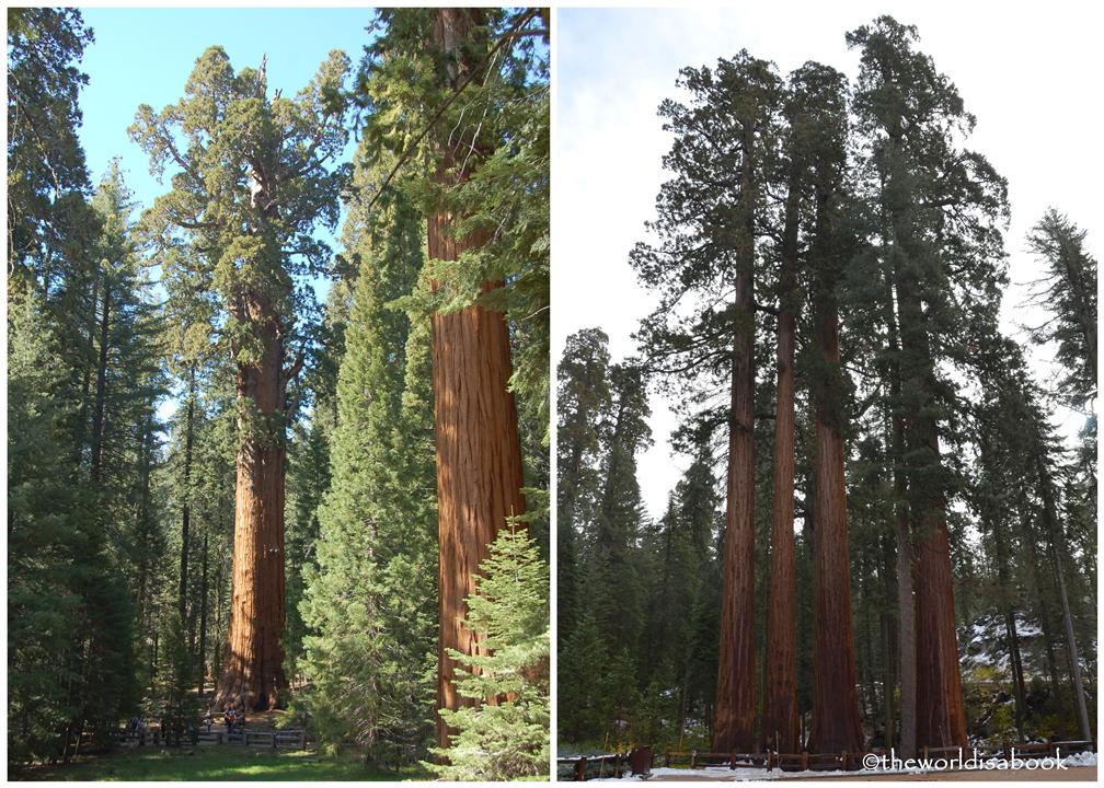 General Sherman tree and Sequoia grove