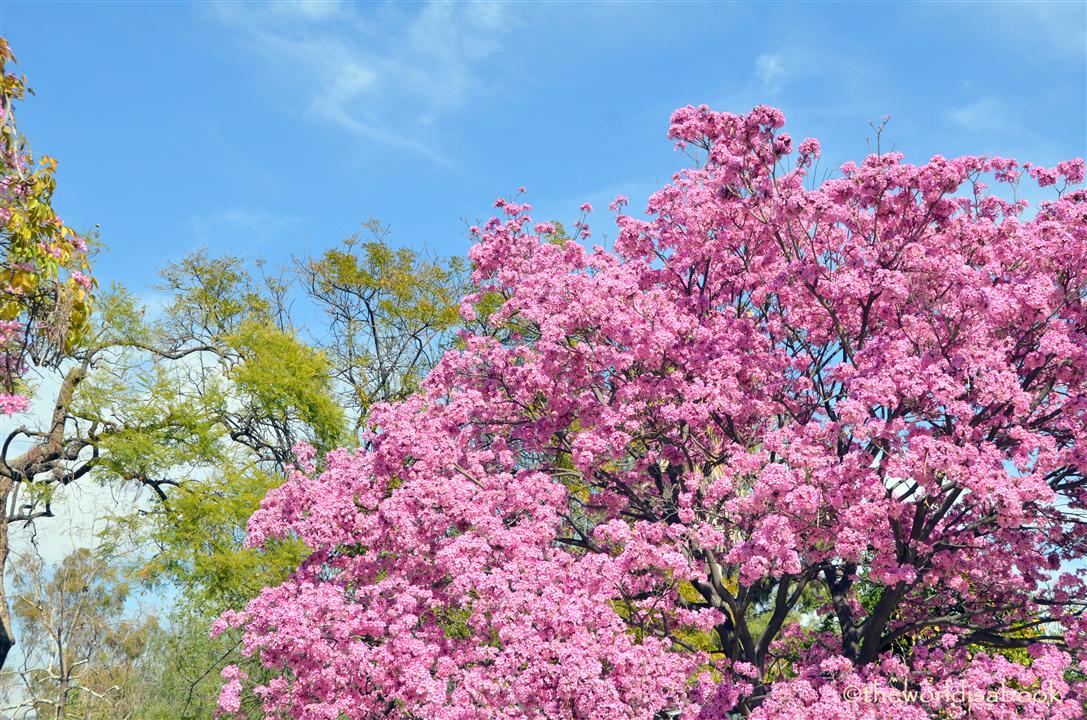 Pink trumpet tree los angeles arboretum