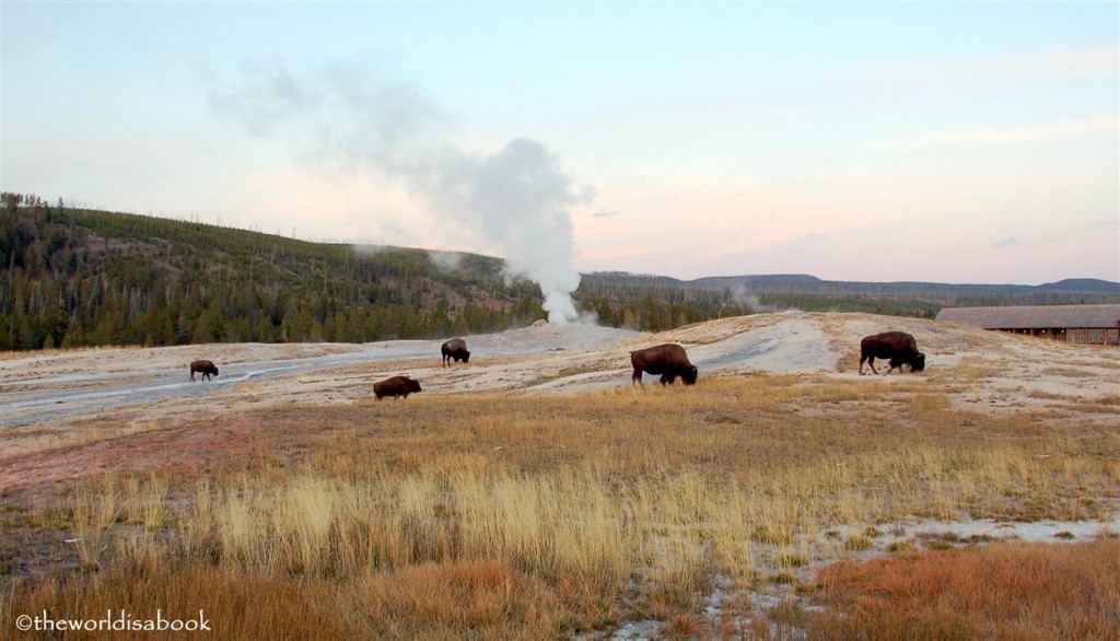 yellowstone national park old faithful buffalo image