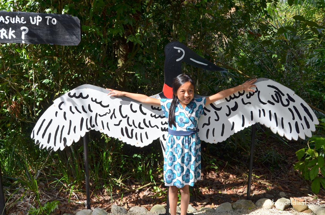 Belize zoo jabiru stork