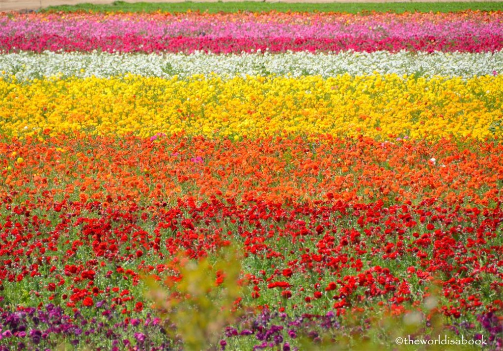 The Flower Fields at Carlsbad ranch