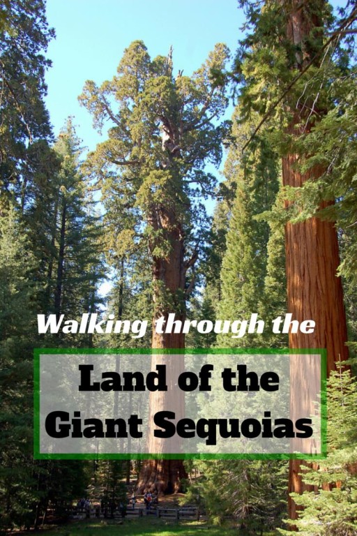 Sequoia trees