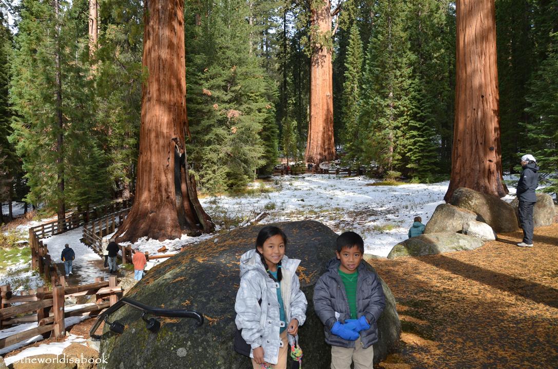 General Sherman grove sequoia national park