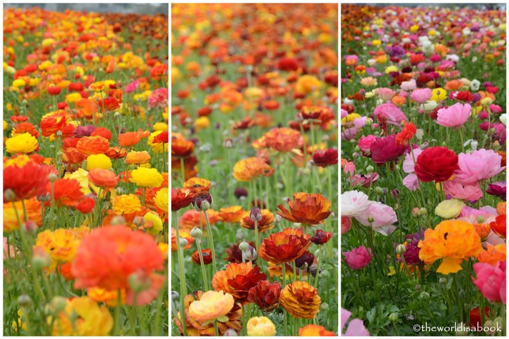 Carlsbad flower fields giant tecolote ranunculus