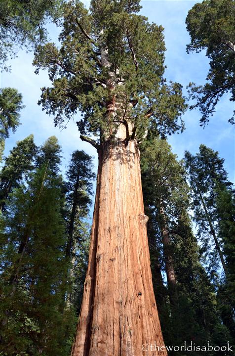 sequoia tree height