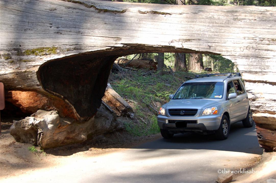 Tunnel Log at Sequoia National Park