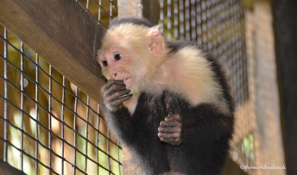 Roatan honduras victor bodden monkey business