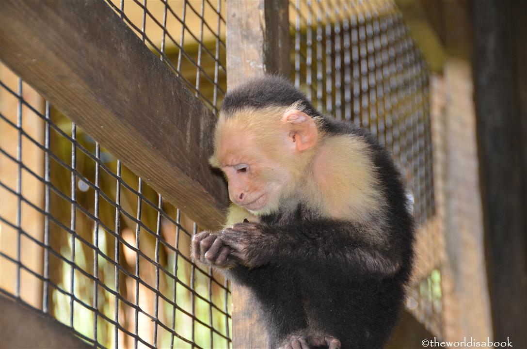 roatan honduras victor bodden monkey business image