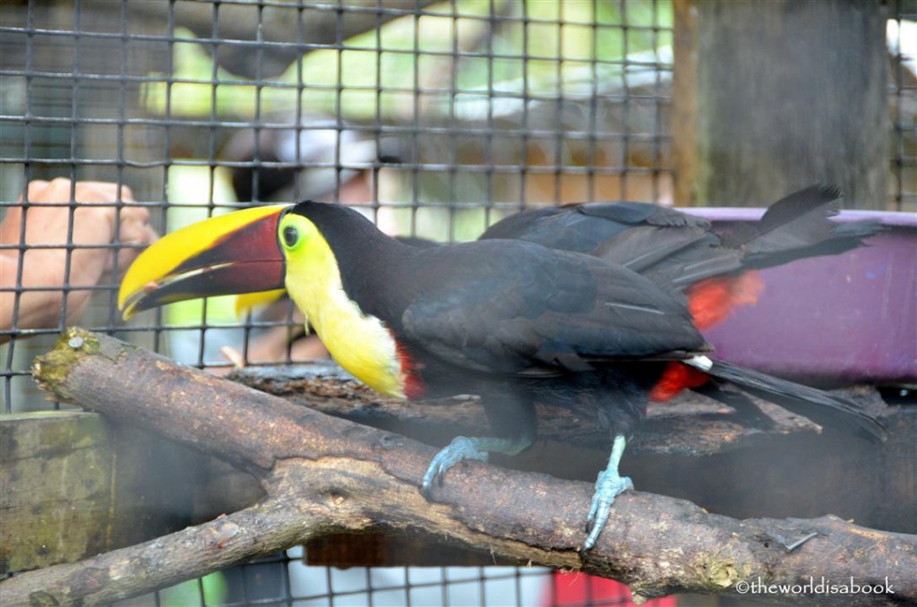 roatan honduras victor bodden tour toucan image