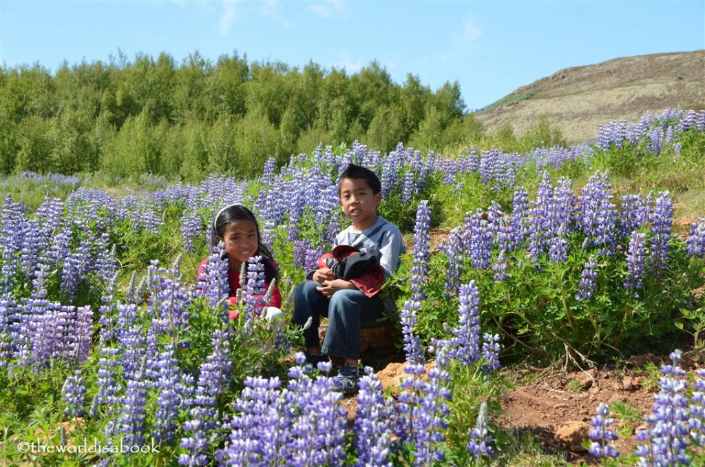 Iceland golden Circle purple nootka or Alaska lupine