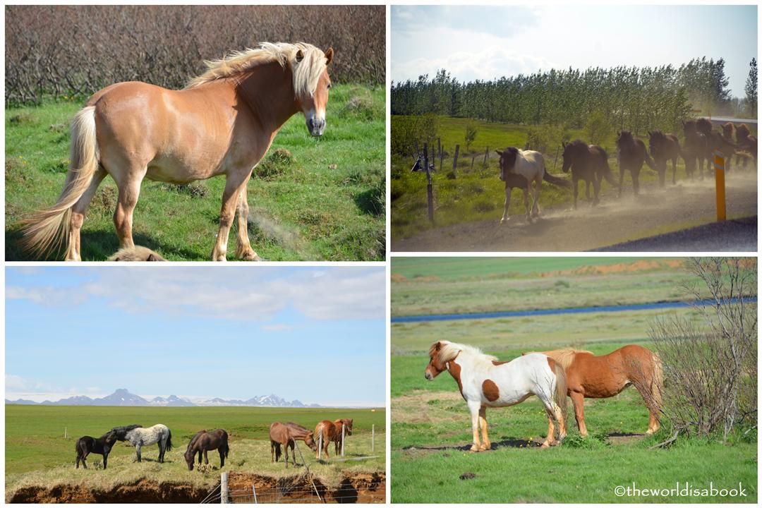 Icelandic horses