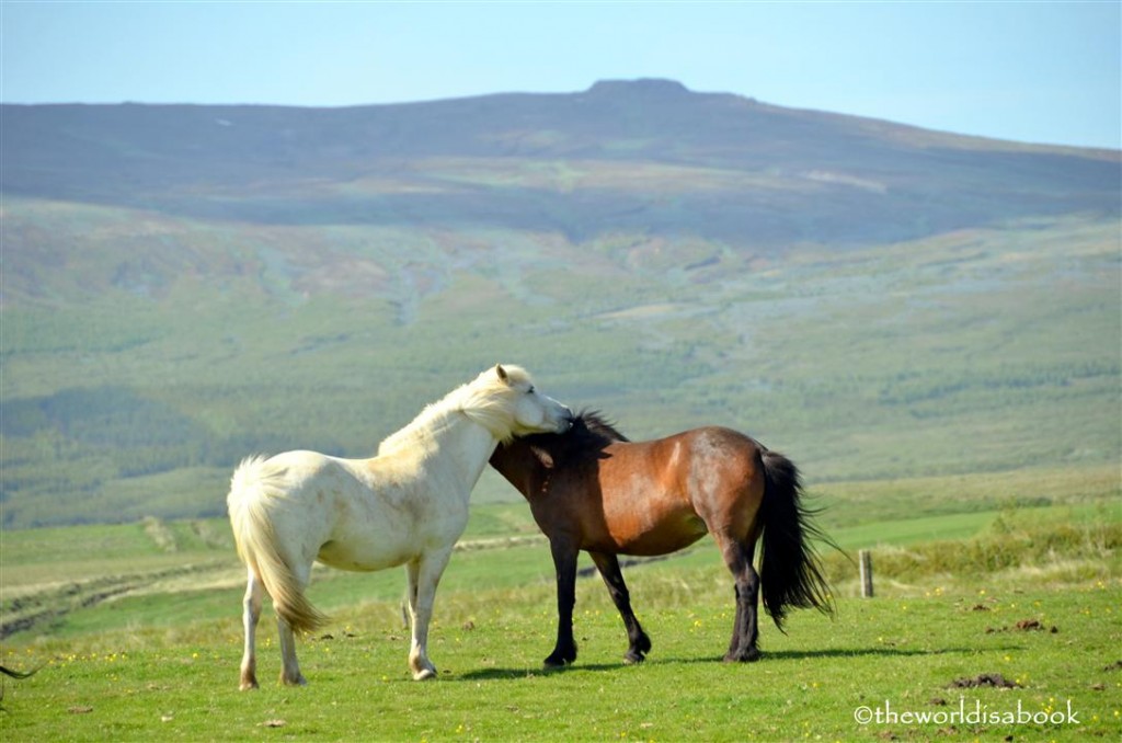 icelandic horses