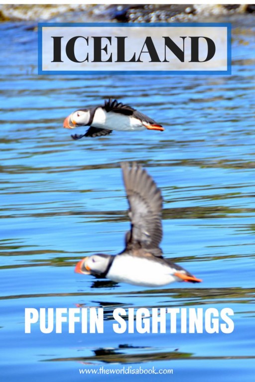 ICELAND Puffins