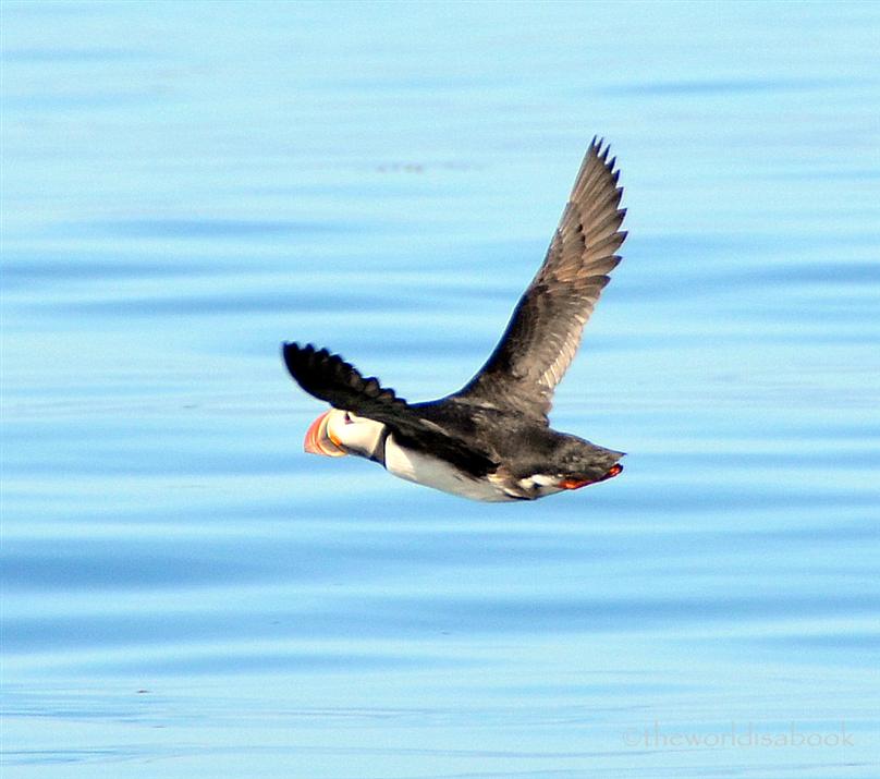 Iceland puffin flying