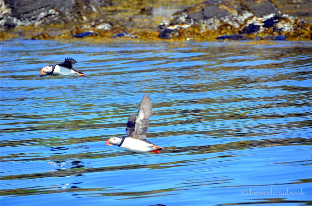 Iceland puffins flying