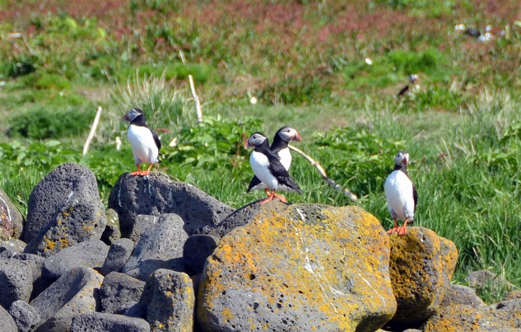 Iceland puffins on akurey island