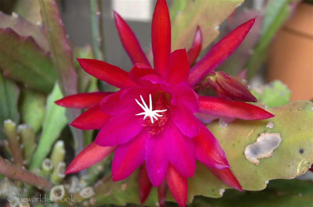 Balboa Park cactus