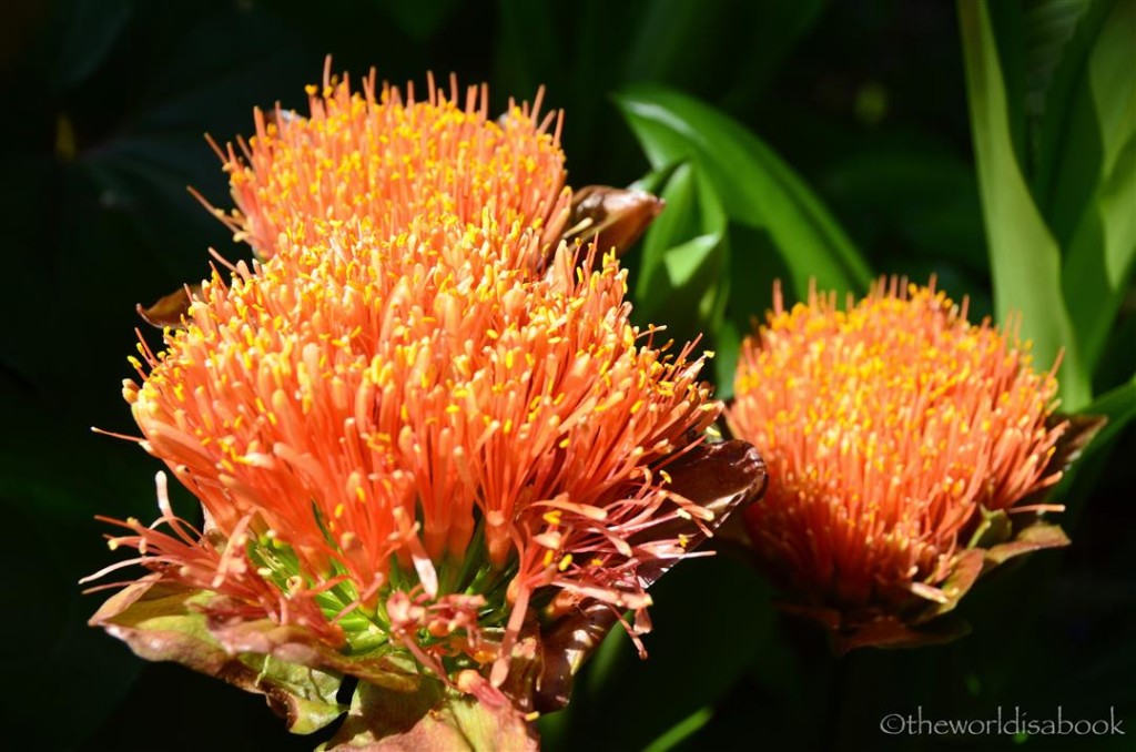 Balboa park blood lily