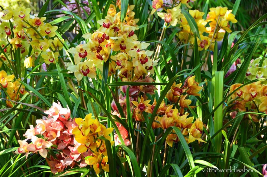Balboa Park orchids