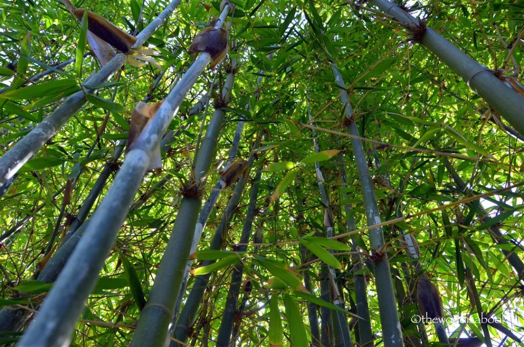 Japanese friendship garden bamboo