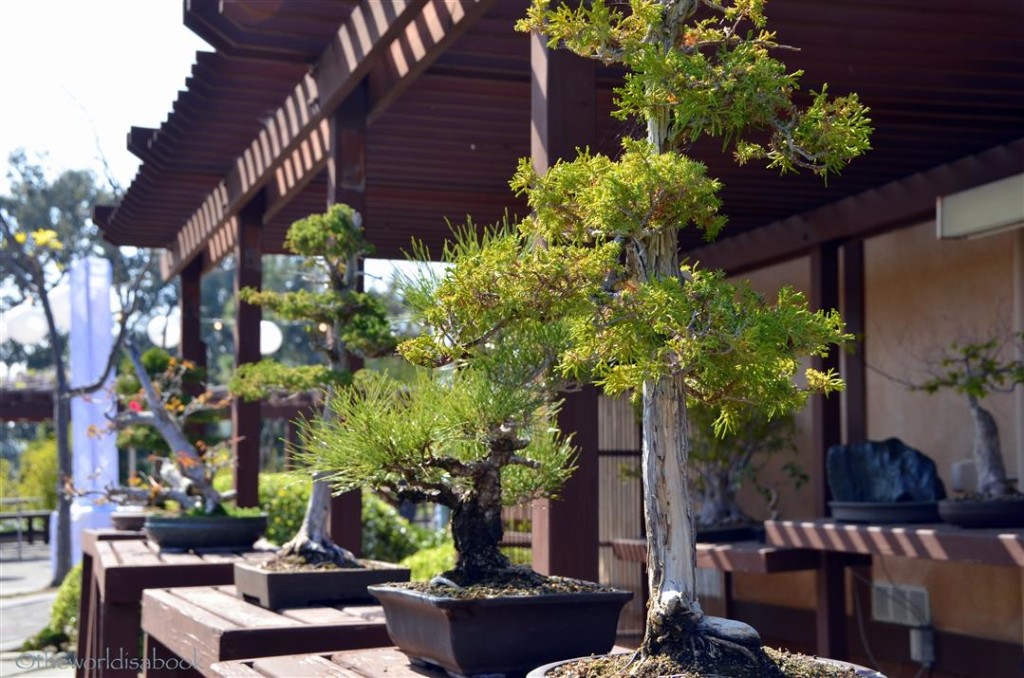 Japanese garden bonsai