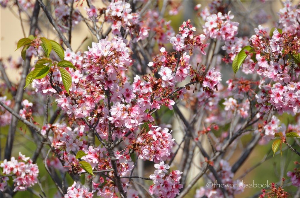 Japanese cherry blossom