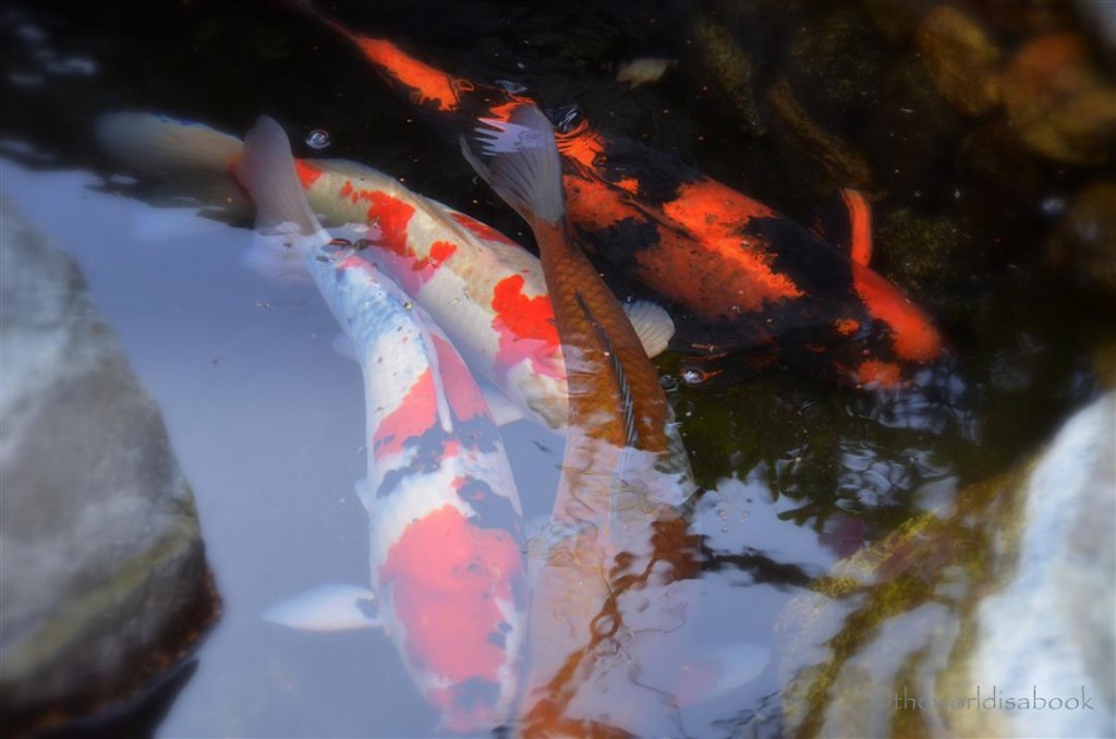 Japanese friendship garden koi